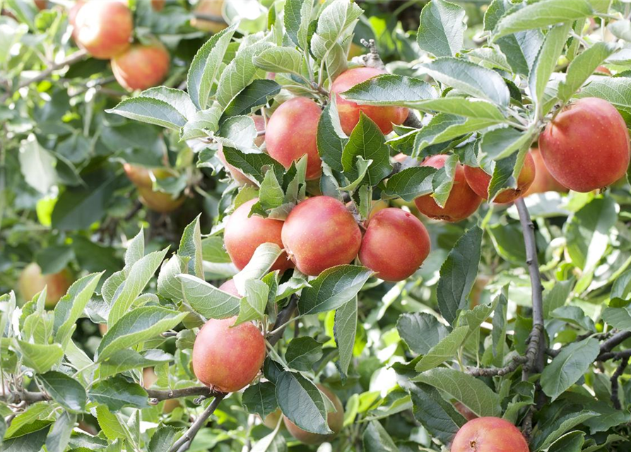 Malus domestica Braeburn