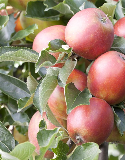 Malus domestica Braeburn