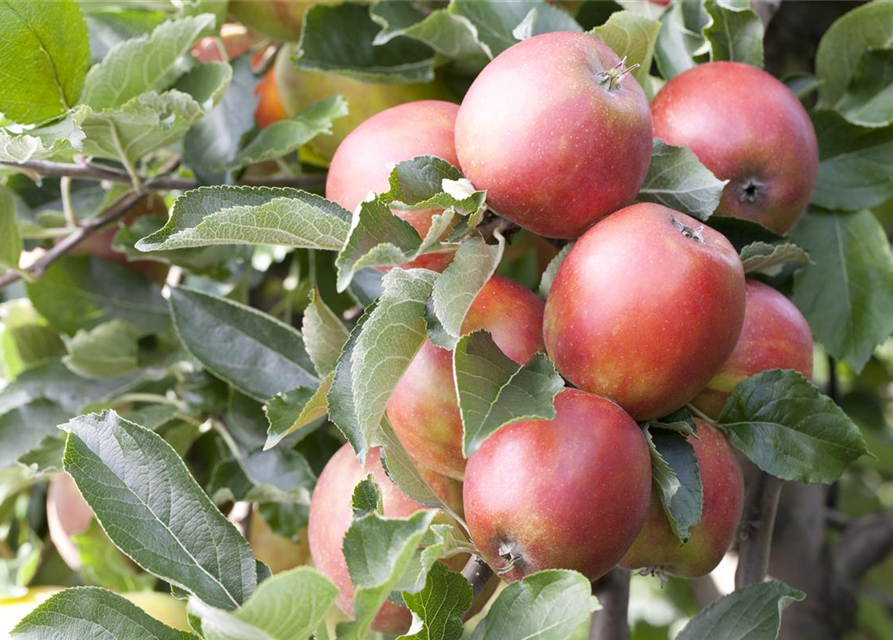 Malus domestica Braeburn