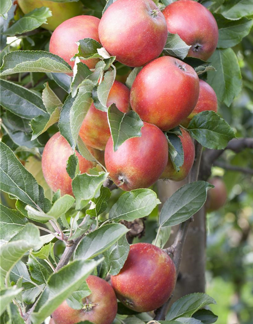 Malus domestica Braeburn