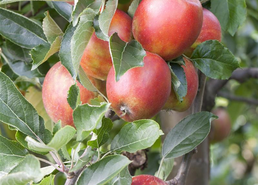 Malus domestica Braeburn