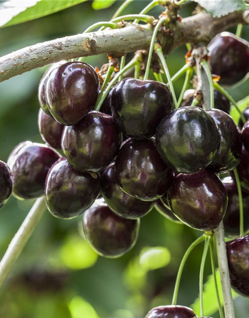 Prunus avium Kordia