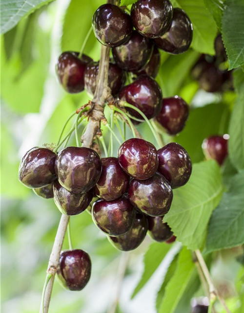 Prunus avium Kordia