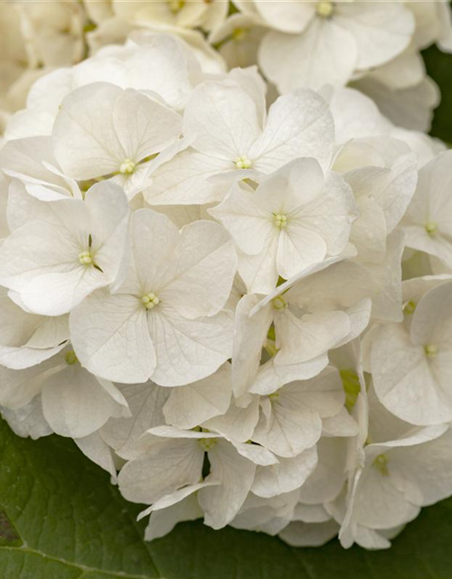 Hydrangea quercifolia Harmony