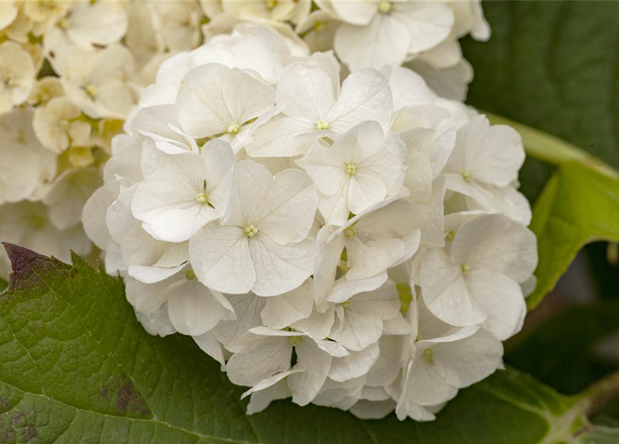 Hydrangea quercifolia Harmony