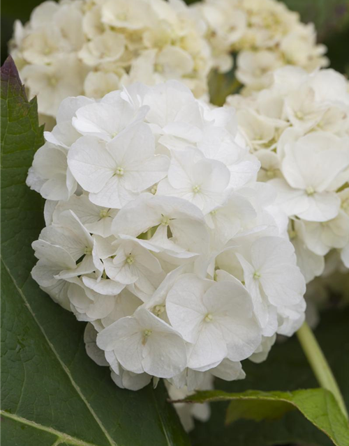 Hydrangea quercifolia Harmony