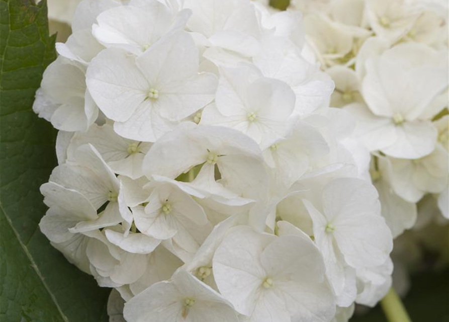 Hydrangea quercifolia Harmony