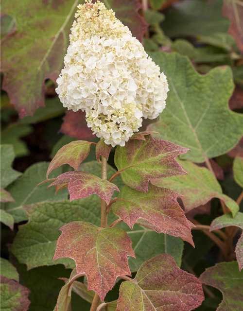 Hydrangea quercifolia Harmony