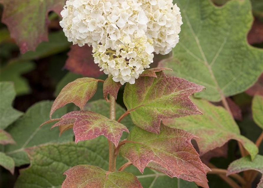 Hydrangea quercifolia Harmony