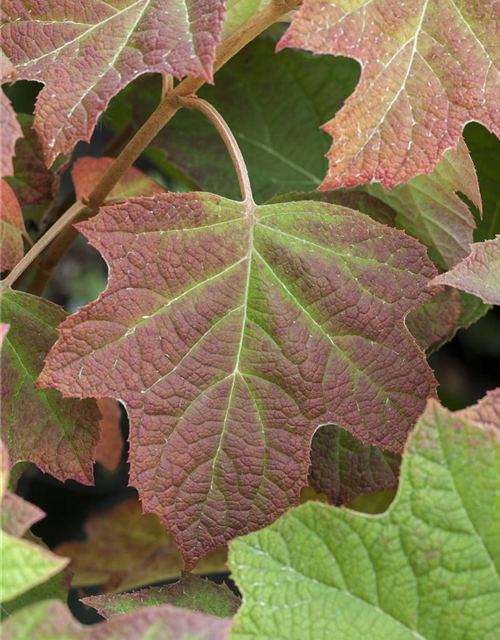 Hydrangea quercifolia Harmony