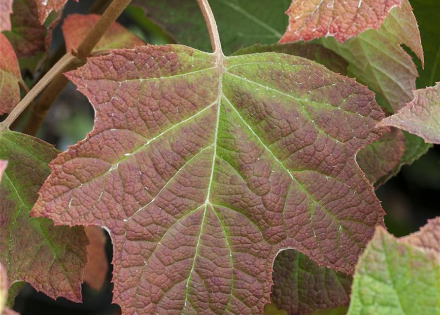 Hydrangea quercifolia Harmony