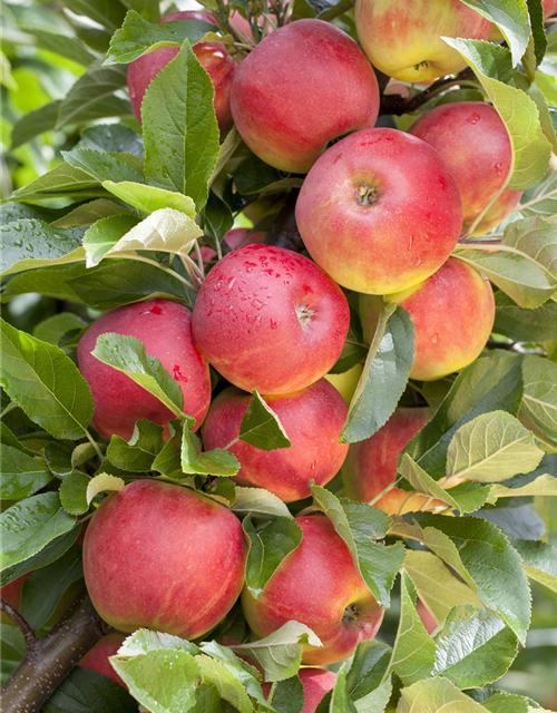 Malus domestica Elstar