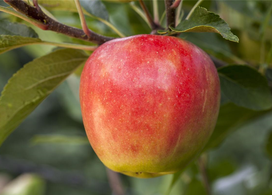 Malus domestica Elstar