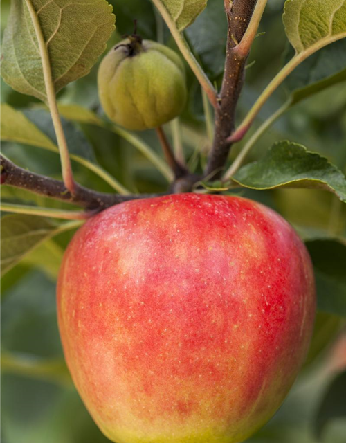 Malus domestica Elstar