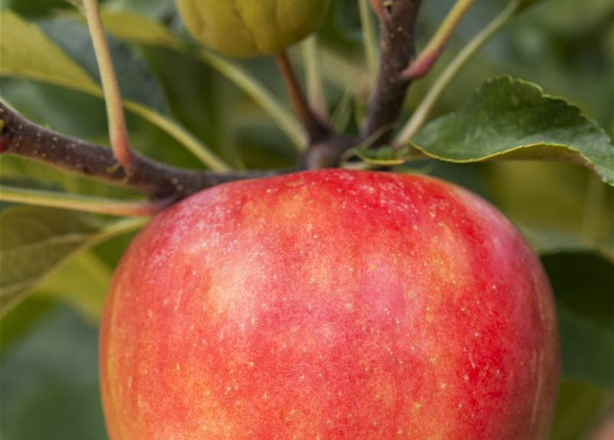 Malus domestica Elstar