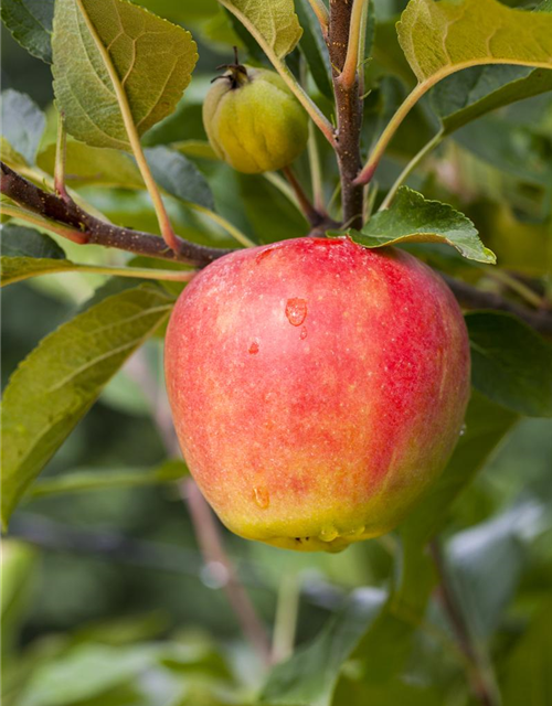 Malus domestica Elstar