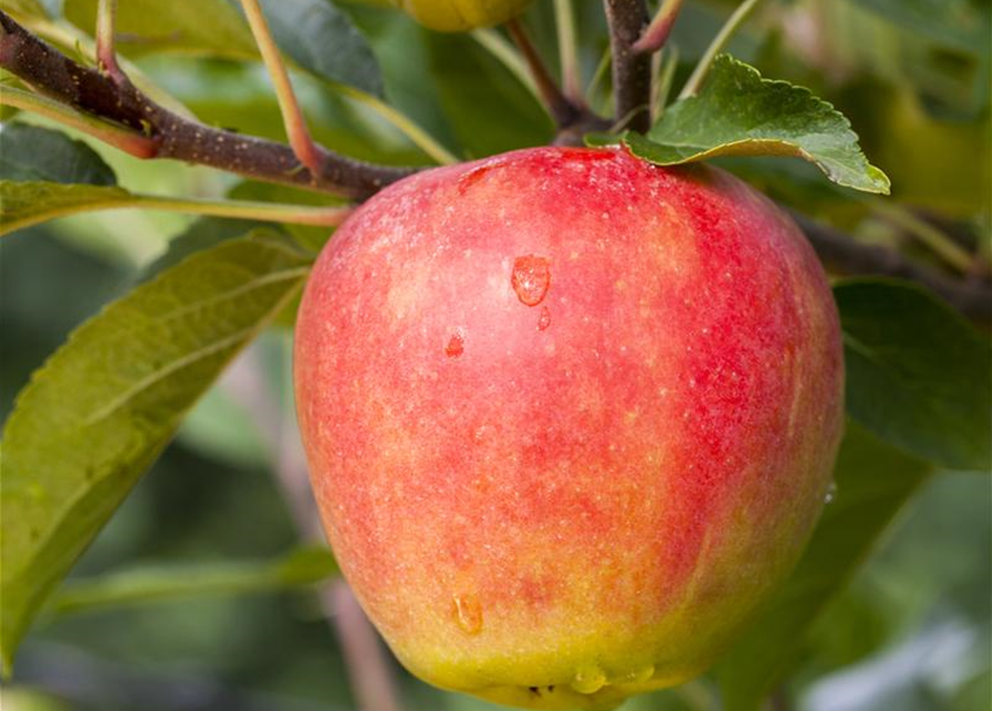 Malus domestica Elstar