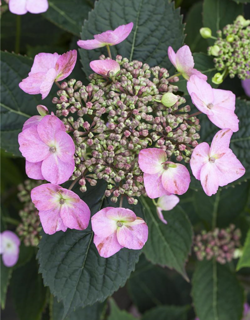 Hydrangea serrata Cotton Candy