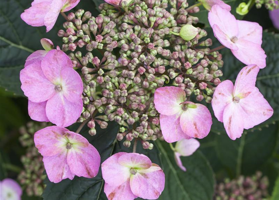 Hydrangea serrata Cotton Candy