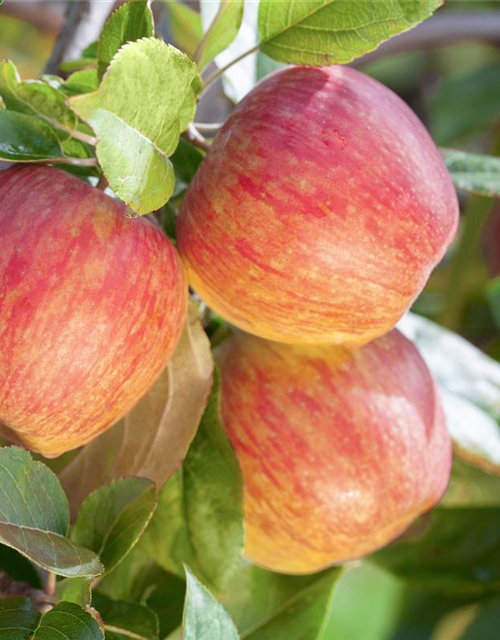 Malus domestica Gala