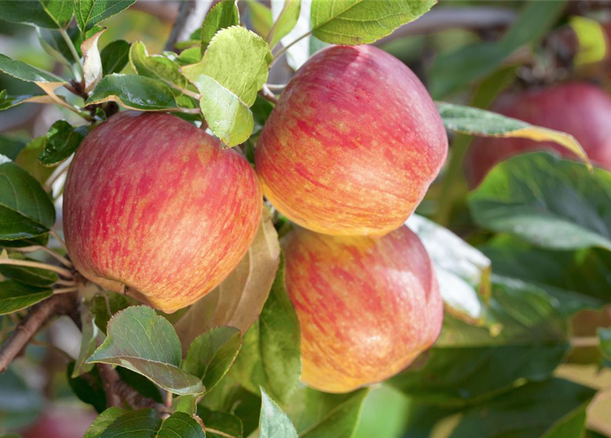 Malus domestica Gala