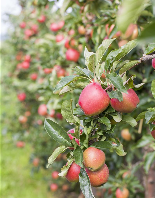 Malus domestica Gala