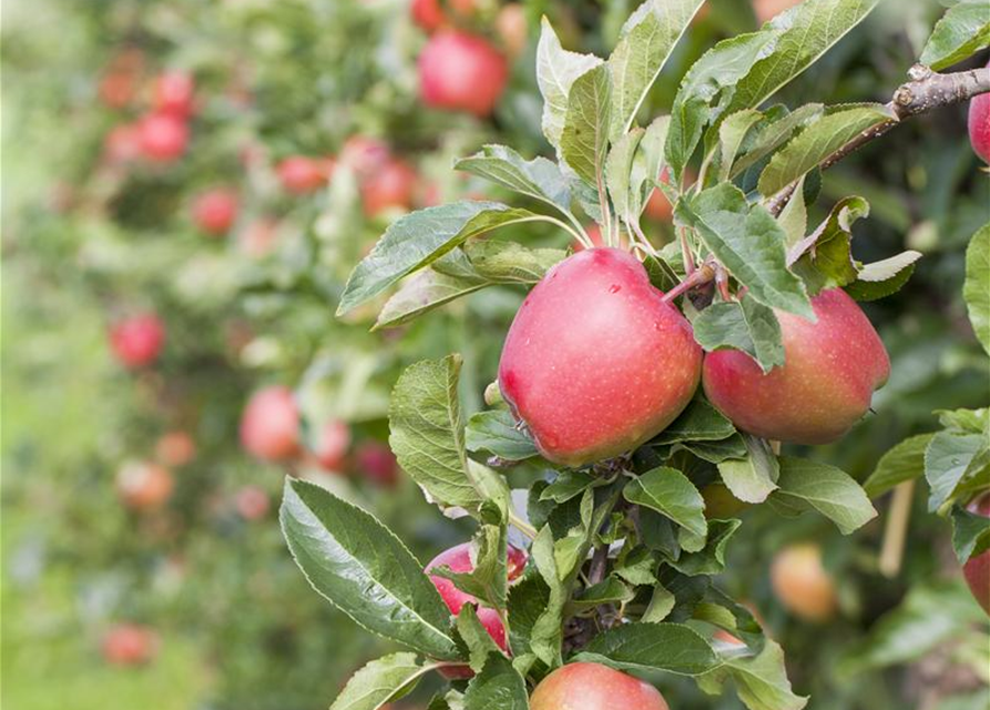 Malus domestica Gala