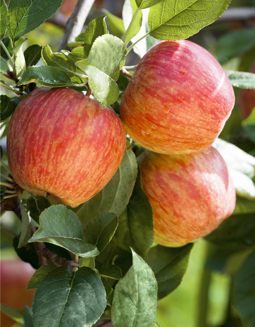 Malus domestica Gala