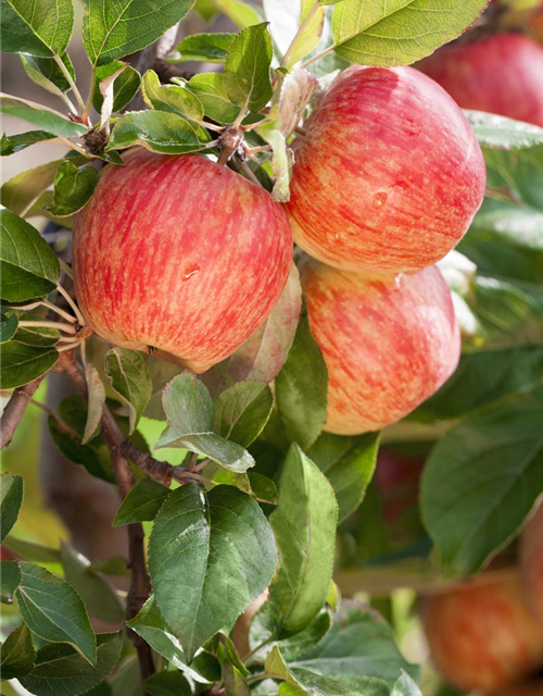 Malus domestica Gala