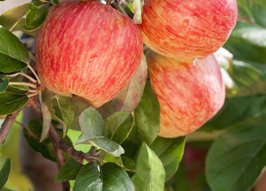 Malus domestica Gala