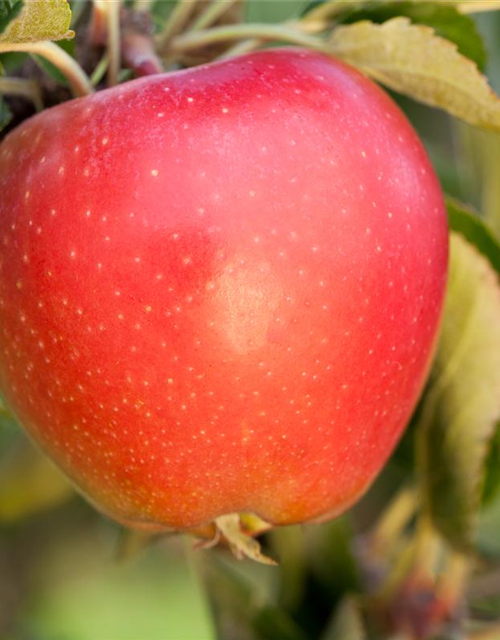 Malus domestica Gala