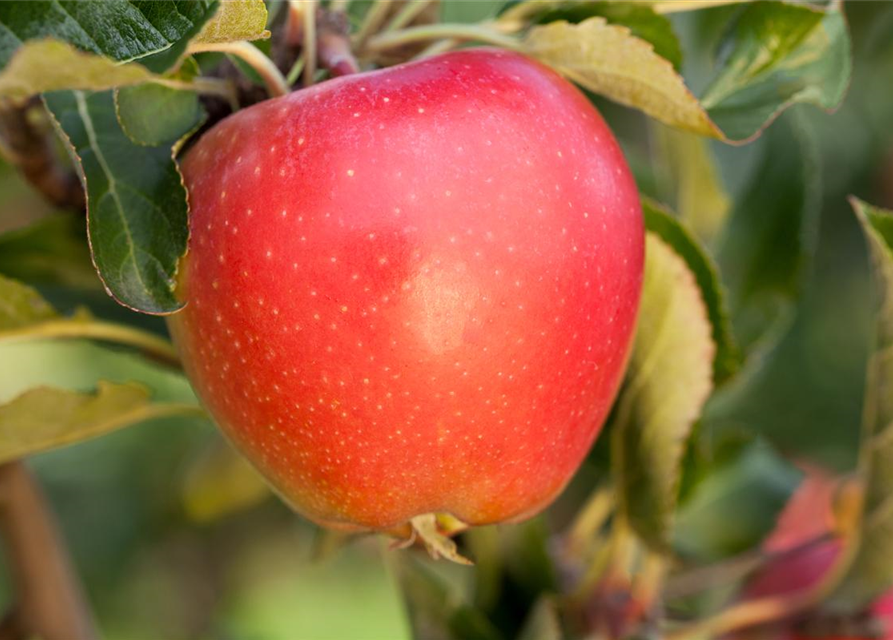 Malus domestica Gala