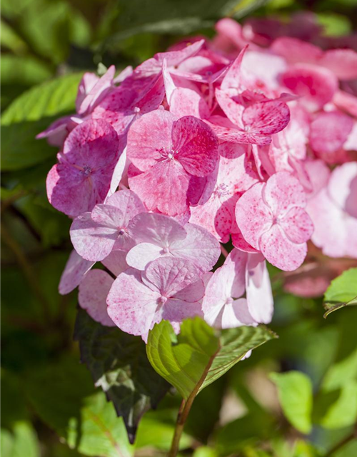 Hydrangea serrata Preziosa