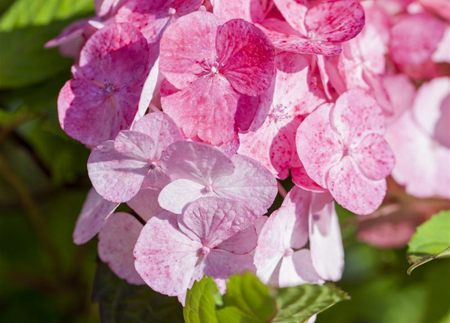 Hydrangea serrata Preziosa