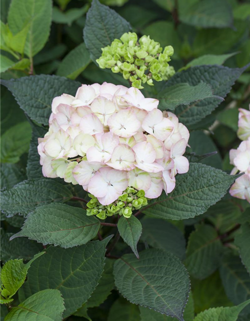 Hydrangea serrata Preziosa