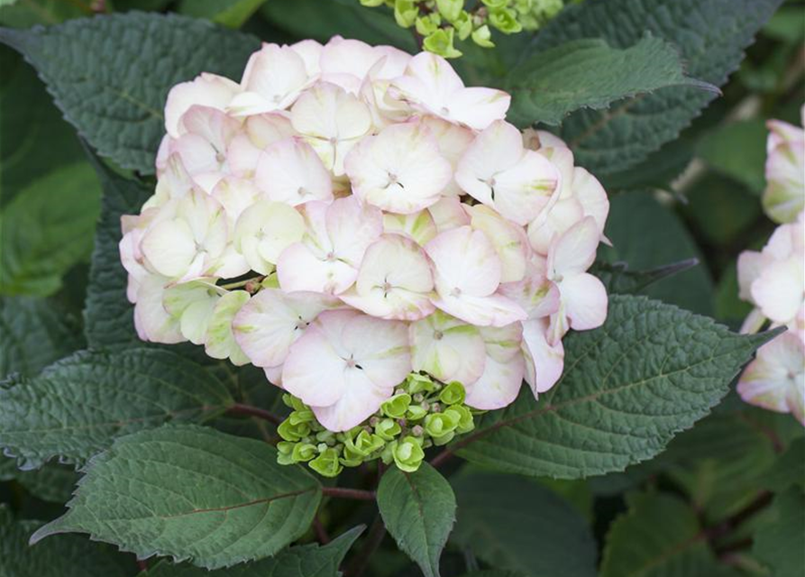 Hydrangea serrata Preziosa