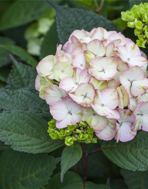 Hydrangea serrata Preziosa