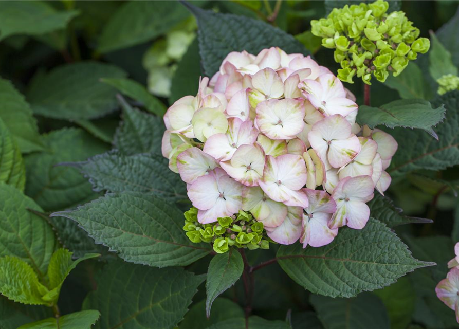 Hydrangea serrata Preziosa