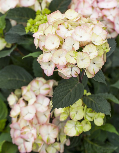 Hydrangea serrata Preziosa