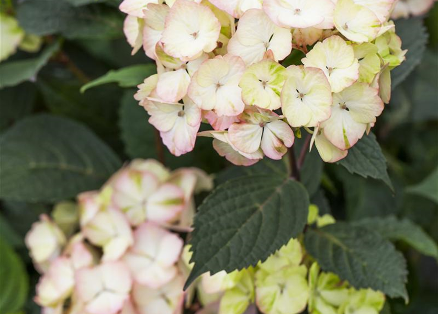 Hydrangea serrata Preziosa