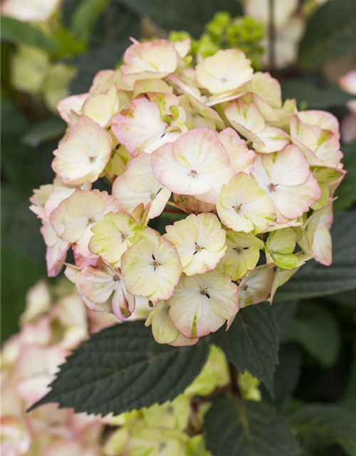 Hydrangea serrata Preziosa