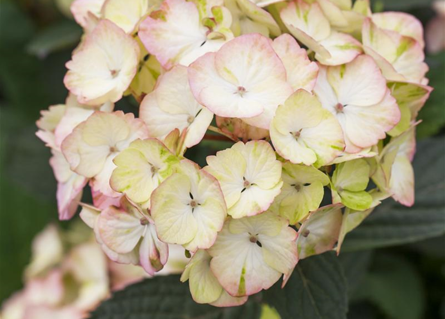 Hydrangea serrata Preziosa