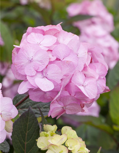 Hydrangea serrata Preziosa