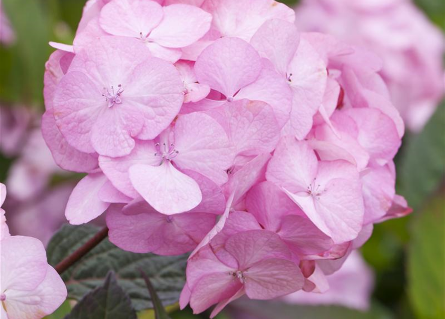 Hydrangea serrata Preziosa