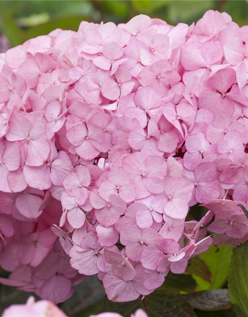 Hydrangea serrata Preziosa