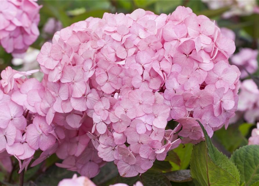 Hydrangea serrata Preziosa