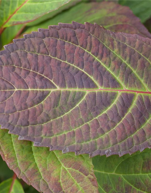 Hydrangea serrata Preziosa