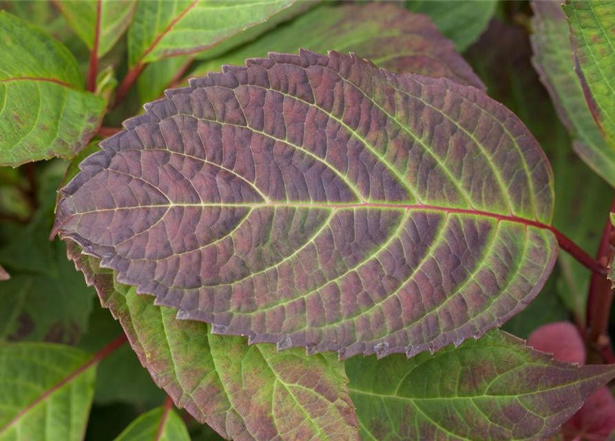 Hydrangea serrata Preziosa