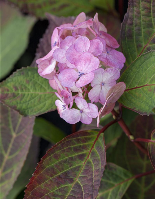 Hydrangea serrata Preziosa