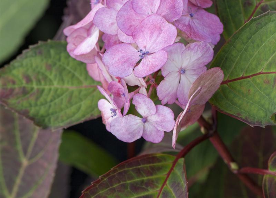 Hydrangea serrata Preziosa